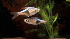 Intricate x-ray anatomy of a vibrant pristella tetra, its skeletal structure glowing with an ethereal luminescence against a softly diffused, aquamarine backdrop. Captured in a crisp, high-resolution photographic style, the fish's delicate fins and translucent body reveal an enchanting, otherworldly charm. Crisp lighting from the side accentuates the graceful curves and flowing movements, as if the tetra is suspended in a serene, underwater dance. Evoke a sense of scientific curiosity and natural wonder, showcasing the beautiful, natural "x-ray" appeal of this freshwater species.