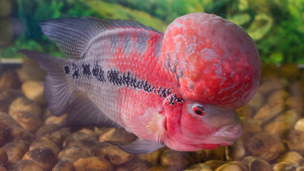 A vibrant red devil cichlid fish swimming gracefully against a backdrop of lush aquatic plants. In the foreground, a selection of nutritious food items including flakes, bloodworms, and pellets are artfully arranged, reflecting the varied and colorful diet essential for maintaining the fish's vivid coloration. Soft, even lighting illuminates the scene, creating a sense of natural underwater ambiance. The composition emphasizes the synergy between the fish and its diverse, high-quality sustenance, capturing the essence of the "Diet and feeding: pellets, bloodworms, and nutritious variety for vivid coloration" section.