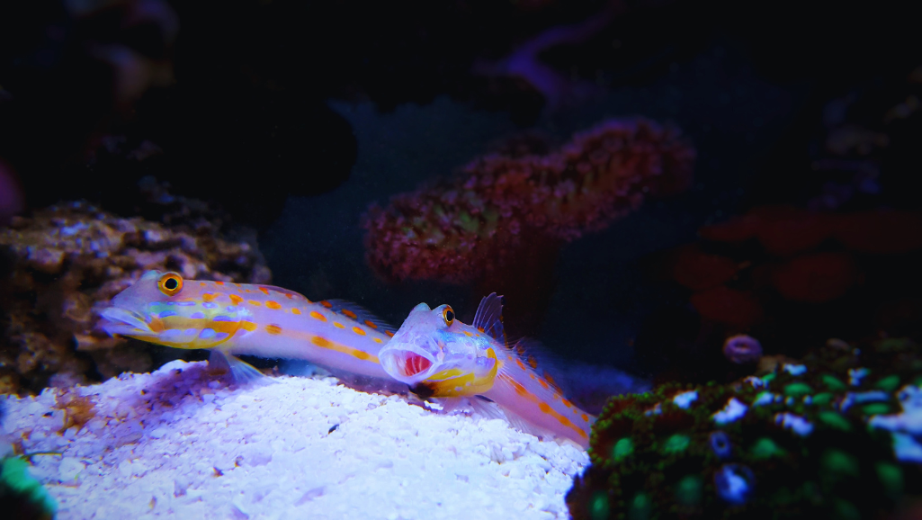 A vibrant, underwater seascape teeming with lush marine vegetation. The foreground features a dense cluster of swaying sea grasses, their delicate fronds providing ample cover for a group of watchman gobies darting among the stems. In the middle ground, a rocky outcrop is adorned with colorful algae and sponges, creating a diverse habitat for the tiny fish. The background depicts a sunlit water column, with shafts of light filtering down through the water's surface, illuminating the scene with a warm, natural glow. The overall composition evokes a sense of tranquility and the delicate balance of a thriving aquatic ecosystem, perfect for showcasing the watchman goby's ideal living environment.
