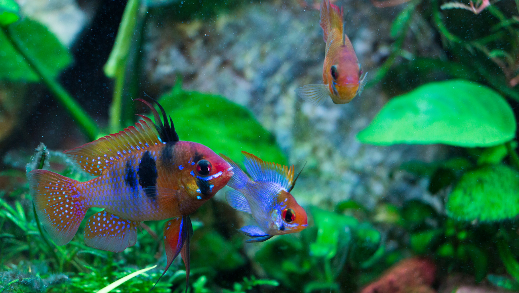 A well-designed Bolivian ram aquarium with a lush, natural-looking underwater landscape. In the foreground, the focal point is a group of captivating Bolivian rams swimming gracefully among dense, verdant plants. The middle ground features a mix of tall, swaying aquatic flora and strategically placed rocks and driftwood, creating a sense of depth and dimension. The background showcases a gently illuminated water column, with soft, diffused lighting casting a warm, inviting glow throughout the scene. The overall composition evokes a calming, serene atmosphere, perfectly suited for these peaceful freshwater cichlids.
