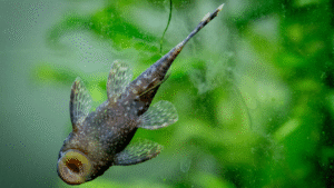 Bristlenose Pleco