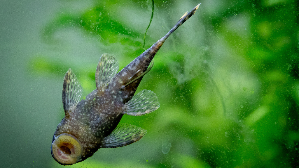 Bristlenose Pleco: The Peaceful Algae-Eater for Your Home Aquarium 1 Bristlenose Pleco