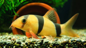 Clown Loach