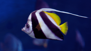 Coral Beauty Angelfish