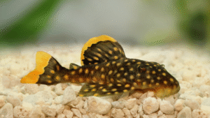 A close-up shot of a juvenile bristlenose pleco (Ancistrus sp.) swimming gracefully against a softly blurred aquarium backdrop. The fish's prominent bristles and sucker-like mouth are clearly visible, its mottled brown and tan pattern creating a camouflaged appearance. Warm, natural lighting filters through the water, accentuating the pleco's intricate scale details and fins. The aquarium plants in the middle ground provide depth and a naturalistic environment. The overall mood is serene and contemplative, highlighting the pleco's peaceful, algae-eating nature.
