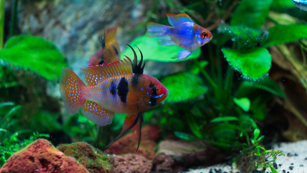 Underwater scene of a vibrant community of freshwater fish feeding in a lush planted aquarium. In the foreground, a school of iridescent Bolivian rams gently nipping at aquarium plants, their bodies reflecting the shimmering light. In the middle ground, a mix of colorful tetras, rasboras, and corydoras catfish dart between the verdant foliage. The background features a tranquil driftwood structure and a softly diffused ray of light penetrating the water's surface, creating a serene, naturalistic atmosphere. Realistic textures, high-definition details, and a balanced composition.