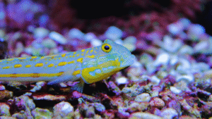 Watchman Goby