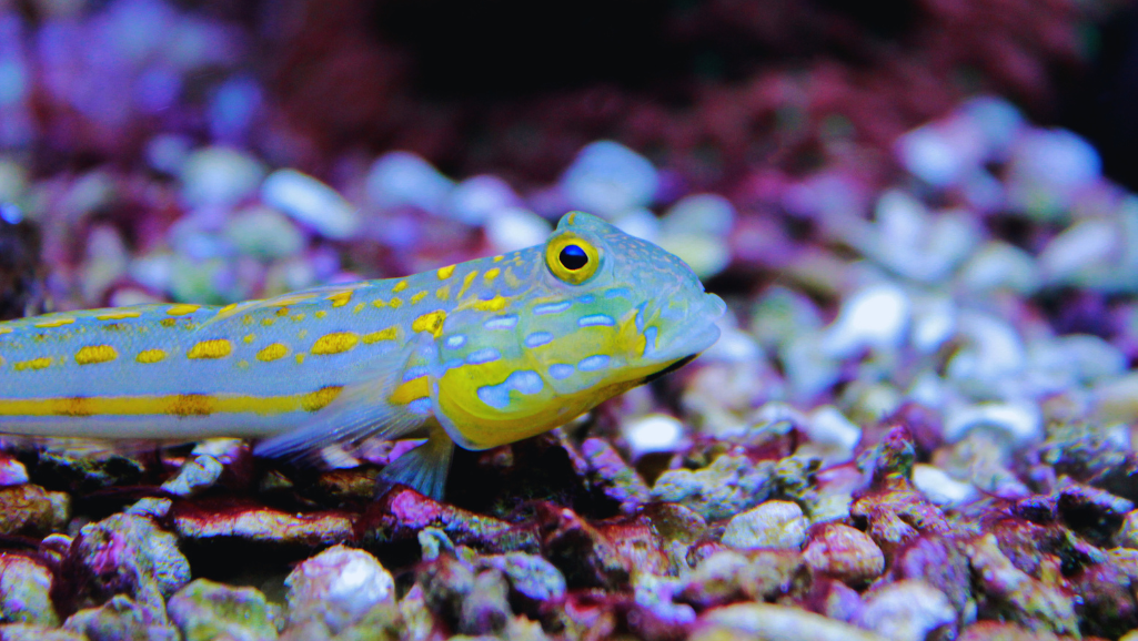 Watchman Goby