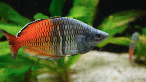 madagascar rainbowfish