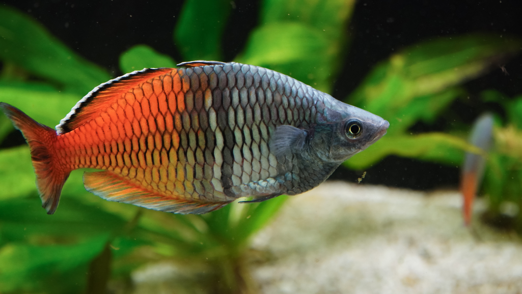 Madagascar Rainbowfish: Colorful Aquatic Gems 1 madagascar rainbowfish