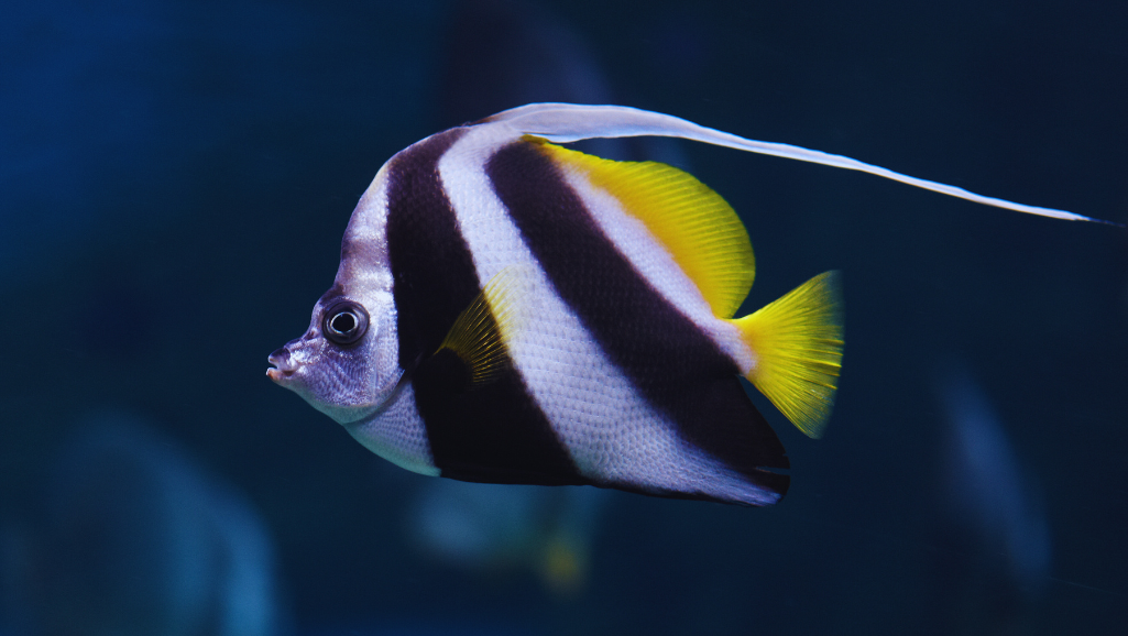 Coral Beauty Angelfish Care