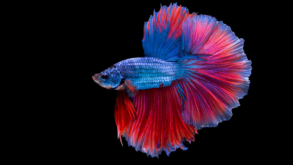 A close-up, high-resolution photograph of various live betta fish foods neatly arranged on a clean, light-colored surface. In the foreground, a selection of high-quality bloodworms, brine shrimp, and micro-pellets, each item clearly visible and showcasing their vibrant colors and textures. The middle ground features a few live plants, such as java moss or hornwort, to provide a natural backdrop. Soft, diffused lighting illuminates the scene, highlighting the nutritional value and freshness of the betta delicacies. The overall composition conveys a sense of care, attention to detail, and the importance of providing a balanced, wholesome diet for captive betta fish.