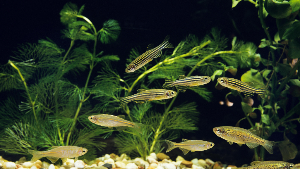 A close-up view of two zebra danio fish (Danio rerio) swimming together in a lush, planted aquarium. The foreground captures the vibrant stripes and graceful movements of the breeding pair, their fins delicately intertwined. The middle ground showcases a variety of freshwater plants, providing a natural, verdant backdrop. Soft, diffused lighting from the overhead aquarium illuminates the scene, creating a serene, underwater atmosphere. The camera angle is slightly elevated, offering an intimate perspective on the mating behavior of these small, schooling fish. The image conveys the beauty and intricate details of successful zebra danio breeding in a community tank setting.