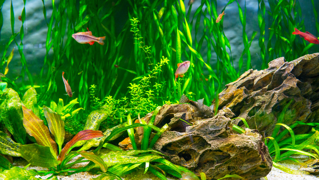 A lush, expansive planted aquarium with towering, verdant foliage creating a captivating underwater oasis. The foreground features vibrant, swaying aquatic plants cascading from the surface, their delicate fronds illuminated by soft, diffused lighting. In the middle ground, sculptural driftwood and rocky outcroppings rise from the gravel substrate, providing hiding spots for large, majestic fish. The background is filled with a dense, diverse array of thriving plants, their intricate patterns and textures creating a sense of depth and complexity. The overall scene exudes a tranquil, serene atmosphere, inviting the viewer to immerse themselves in this captivating aquatic world.