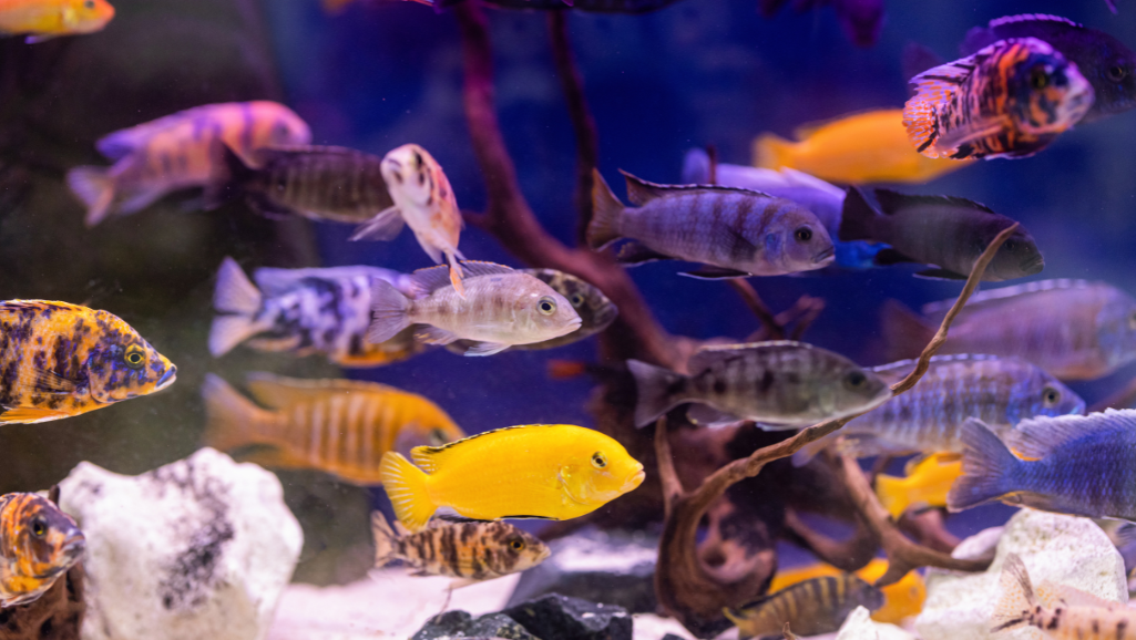 A lush, well-planted aquarium with a school of vibrant, algae-eating fish gracefully swimming amidst the verdant foliage. The tank is illuminated by soft, natural lighting, creating a serene and tranquil atmosphere. In the foreground, a group of nimble, colorful fish, such as Otocinclus catfish or Siamese algae eaters, diligently consume the algae growing on the plant leaves and tank walls. In the middle ground, bushy aquatic plants like Cryptocoryne and Anubias sway gently, providing a picturesque backdrop. The background features a subtle depth of field, blurring into a hazy, natural-looking scenery, suggesting a well-established, thriving underwater ecosystem.