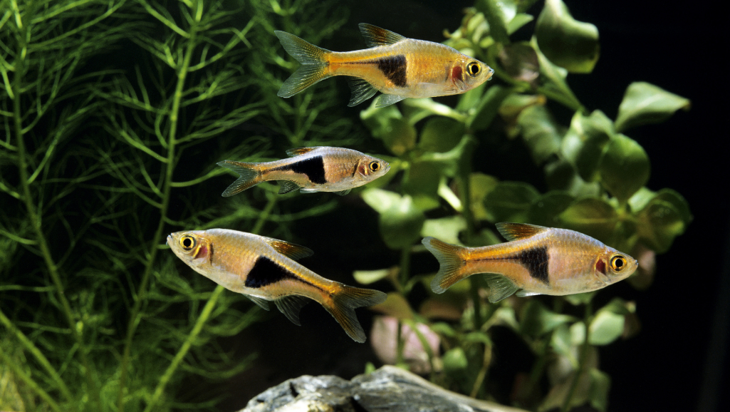 A vibrant freshwater aquarium teeming with lush aquatic plants, crystal-clear water, and a diverse array of healthy Pygmy Corydoras. The foreground features the Corydoras swimming gracefully, their barbels and fins in perfect condition. The middle ground showcases a well-maintained substrate, decorative rocks, and driftwood providing ample hiding places. In the background, soft, diffused lighting creates a serene atmosphere, highlighting the vivid colors of the plants and fish. The overall scene conveys a sense of balance, cleanliness, and optimal water parameters essential for the long-term health and wellbeing of the Pygmy Corydoras inhabitants.