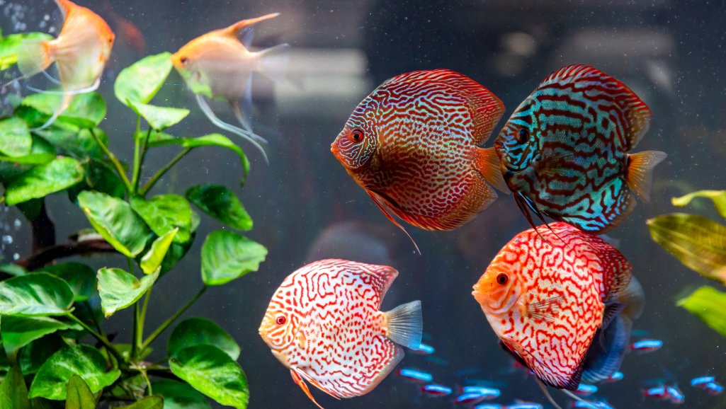 A small school of vibrant, tropical freshwater fish swimming gracefully through a lush, densely planted aquarium. Foreground: Neon tetras, cardinal tetras, and ember tetras dart between the delicate stems and leaves of aquatic plants such as dwarf hairgrass, cryptocoryne, and Java moss. Middle ground: A pair of tiny, iridescent rasboras explore the intricate aquascape, while a solitary betta fish rests beneath an overhanging anubias leaf. Background: Soft, diffused lighting illuminates the scene, casting a warm, natural glow and highlighting the vivid colors of the fish and plants. The overall atmosphere is serene, calming, and inviting, showcasing the beauty and tranquility of a well-designed small planted tank.