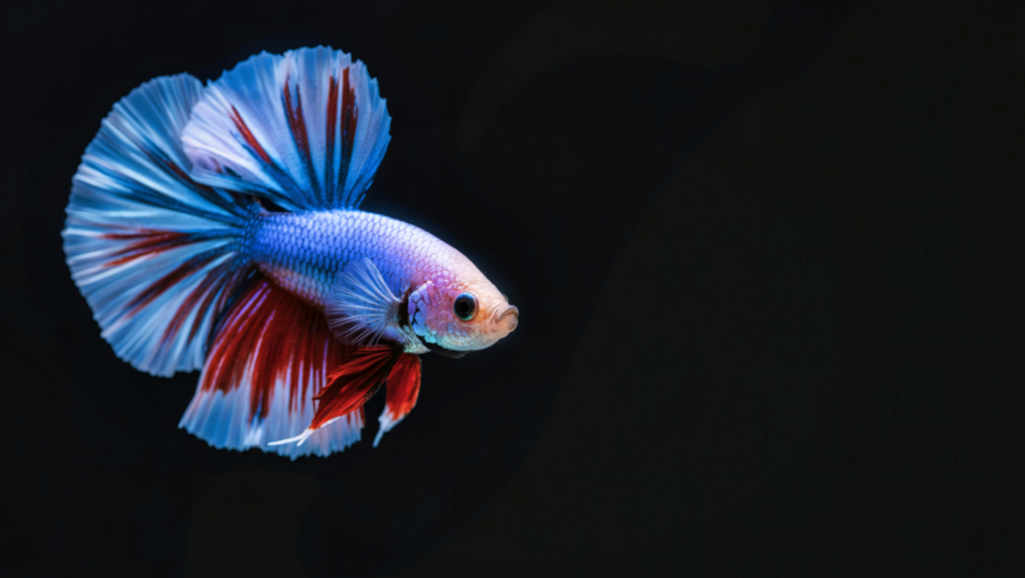 A tranquil aquarium scene with a betta fish swimming gracefully, its vibrant fins flowing effortlessly in the water. In the foreground, a hand gently drops a few vibrant flakes onto the surface, creating a mesmerizing feeding ritual. The middle ground features lush aquatic plants, their delicate fronds swaying in the current, providing a natural, soothing environment. The background showcases a softly lit, serene landscape, creating a calming and harmonious atmosphere. Soft, diffused lighting illuminates the scene, capturing the delicate balance of the feeding strategy. Captured with a wide-angle lens to showcase the entire aquarium setup, inviting the viewer to immerse themselves in the captivating world of betta fish care.