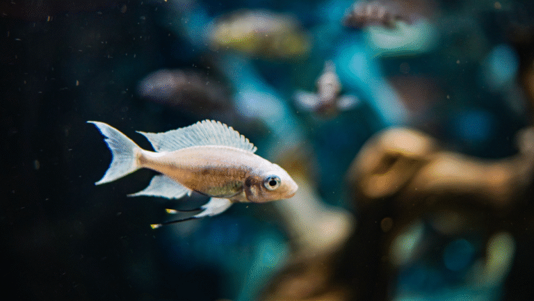Aquarium Fish Size