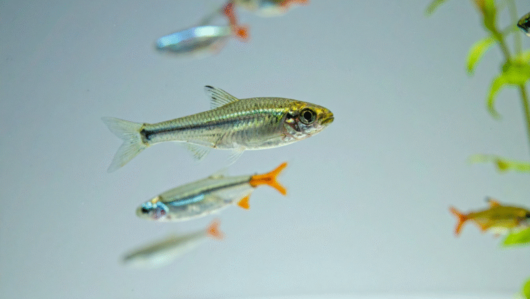 Chili Rasbora