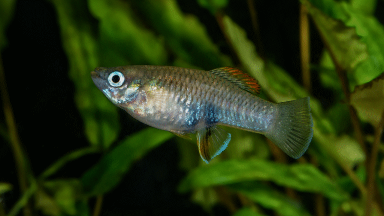 Zebra Danio Care