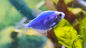 Green Neon Tetra