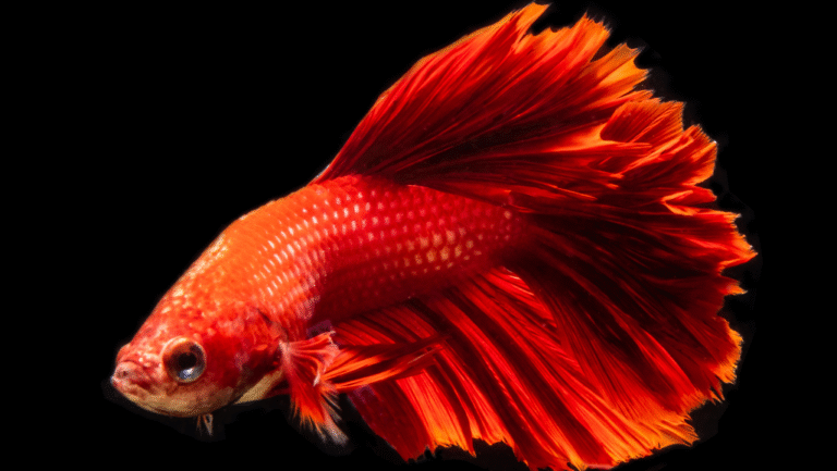 Live Betta Food
