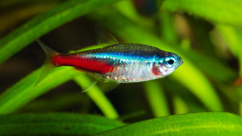 Paracheirodon simulans, the Green Neon Tetra, swimming gracefully against a serene underwater backdrop. Detailed fins and scales rendered in vibrant greens and blues, illuminated by soft, diffused lighting. A middle ground of lush aquatic foliage in muted tones frames the subject, while the background subtly fades into a hazy, atmospheric depth. Captured with a crisp, macro lens to highlight the tetra's delicate features and distinctive striping pattern. The overall mood is one of tranquility and natural wonder, inviting the viewer to observe this captivating freshwater species.