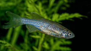 Zebra Danio Care