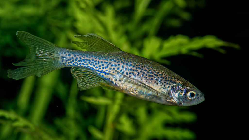 Zebra Danio Care: Tips for a Thriving Aquarium 1 Zebra Danio Care