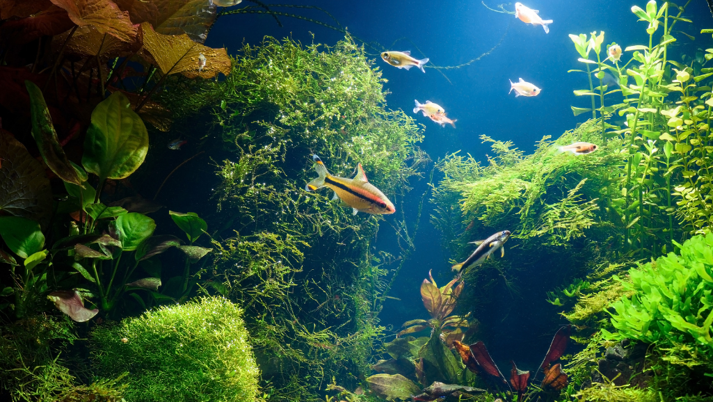a school of medium-sized, vibrant tropical freshwater fish with shimmering blue-green and yellow markings, swimming gracefully in a planted aquarium with lush greenery and soft diffused lighting, creating a serene and natural atmosphere suitable for a medium-sized planted tank display