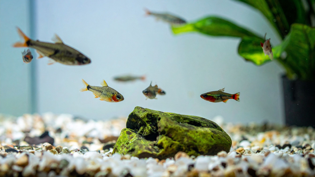 A brightly lit aquarium scene, the foreground filled with an array of freshwater fish food - flakes, pellets, and live specimens like brine shrimp and bloodworms. In the middle ground, a school of elegant scissortail rasboras gracefully swimming, their distinct forked tails gently undulating. The background depicts a planted aquascape, with lush greenery and natural driftwood creating a serene, balanced environment. Soft, diffused lighting casts a warm glow, accentuating the vibrant colors and textures of the aquatic elements. The overall mood is one of a well-curated, thriving freshwater habitat, showcasing the diverse dietary needs and feeding behaviors of the captivating scissortail rasbora.