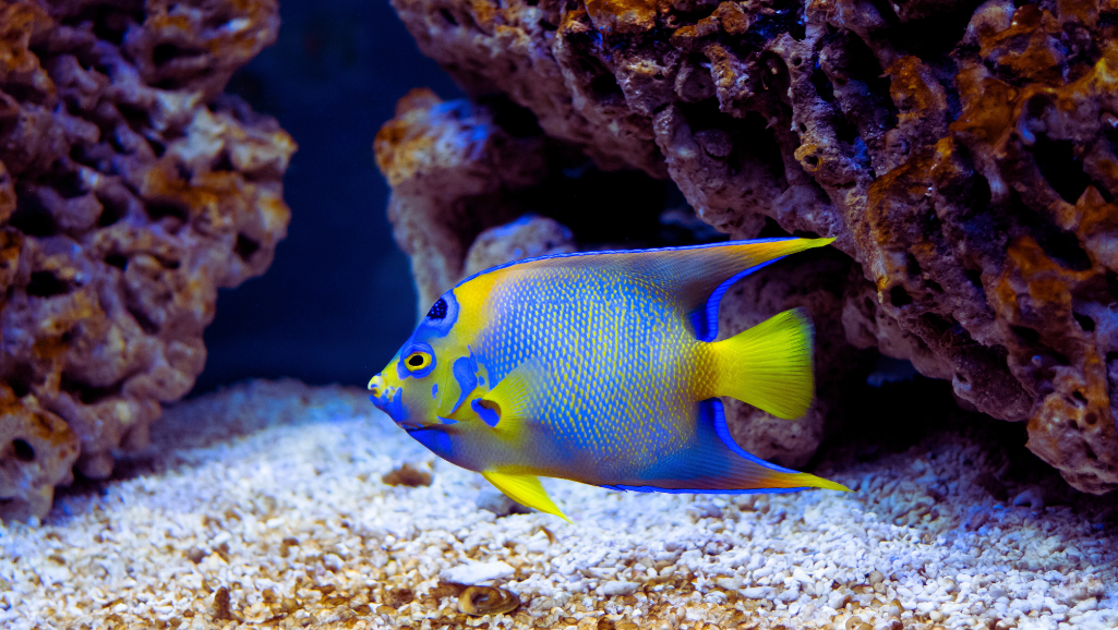 A close-up, high-resolution portrait of a vibrant coral beauty angelfish swimming gracefully against a soft, blurred underwater background. The fish's iridescent scales shimmer in the warm, natural lighting, revealing its striking orange and white patterning. The image is captured at a slight angle, highlighting the fish's elegant form and dynamic fins. The overall composition conveys a sense of peaceful tranquility, inviting the viewer to appreciate the beauty and gentle nature of this iconic marine species.