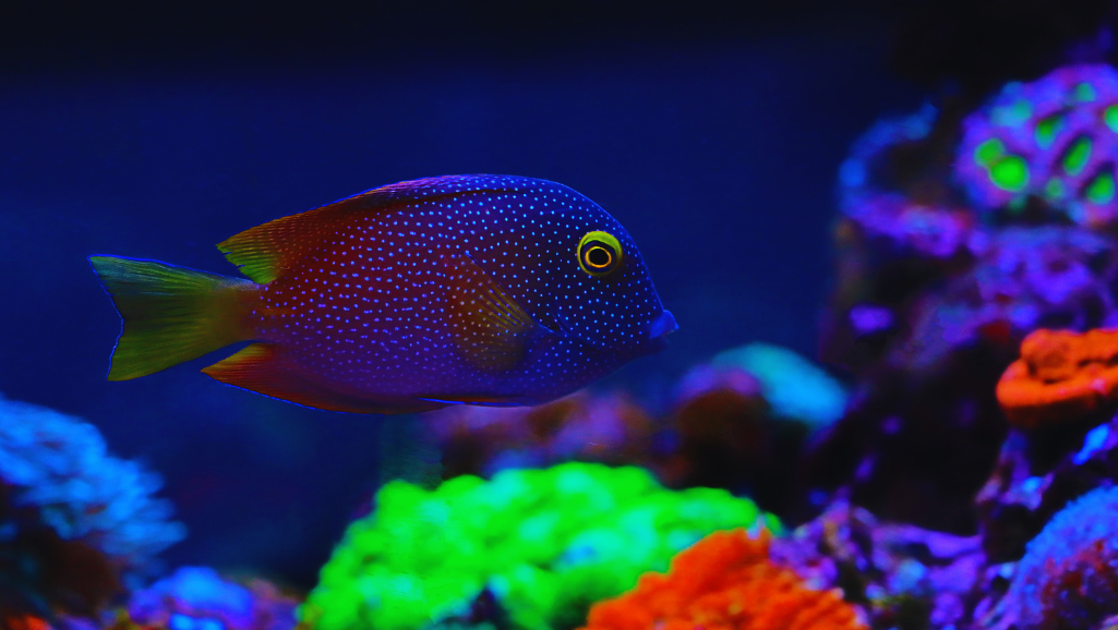 A close-up, macro shot of a vibrant, eye-shaped kole tang fish, captured in natural lighting. The scales glisten with a metallic sheen, revealing intricate patterns in shades of blue, green, and gold. The large, expressive eye gazes directly at the viewer, conveying a sense of curious intelligence. The fish is positioned against a soft, out-of-focus background, allowing the subject to be the focal point. The image exudes a sense of tranquility and wonder, inviting the viewer to appreciate the captivating beauty and delicate nature of this unique marine creature.