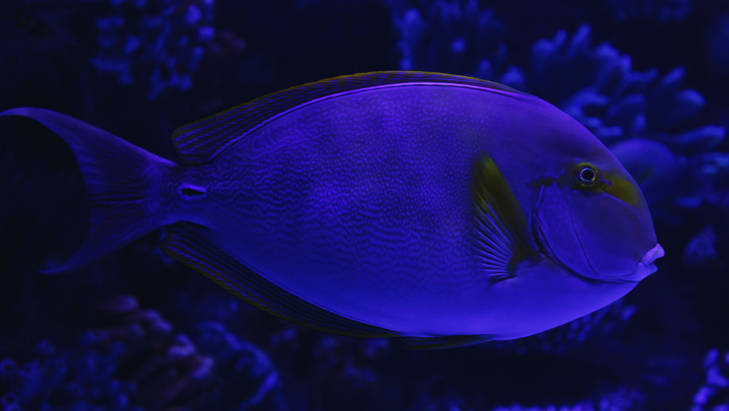 A close-up, macro shot of a vibrant, eye-shaped kole tang fish, captured in natural lighting. The scales glisten with a metallic sheen, revealing intricate patterns in shades of blue, green, and gold. The large, expressive eye gazes directly at the viewer, conveying a sense of curious intelligence. The fish is positioned against a soft, out-of-focus background, allowing the subject to be the focal point. The image exudes a sense of tranquility and wonder, inviting the viewer to appreciate the captivating beauty and delicate nature of this unique marine creature.