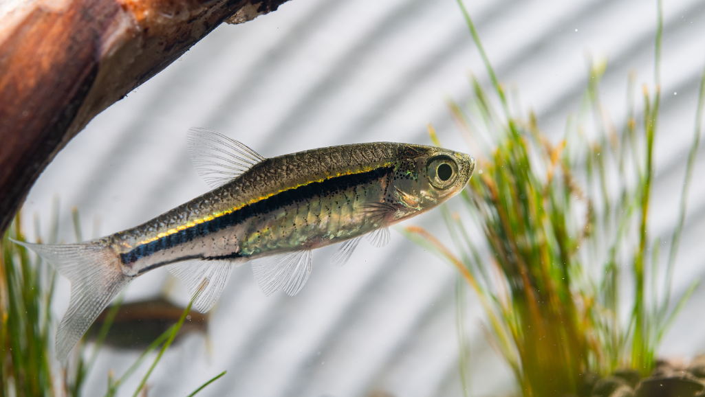 A close-up of a calming freshwater aquarium, with a catfish corydoras swimming gracefully among lush green plants. The fish is captured in natural lighting, its sleek, armored body and distinctive whisker-like barbels prominently featured. The image has a crisp, high-resolution focus, showcasing the detailed textures and patterns of the corydoras. The aquarium backdrop is subtly blurred, keeping the spotlight on the mesmerizing bottom-dwelling catfish. An atmosphere of serenity and tranquility pervades the scene, inviting the viewer to appreciate the unassuming beauty and essential role of this hardy, hard-working aquarium denizen.