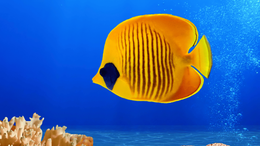 Yellow Eye Kole Tang