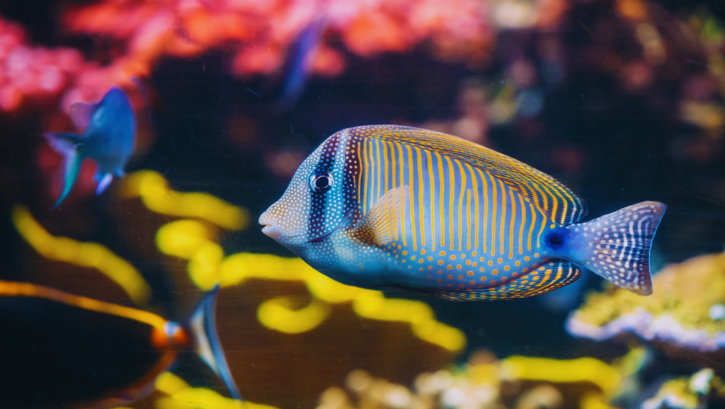 A close-up photograph of a yellow eye kole fish, also known as a gold-spot kole or yellow tang, swimming gracefully against a blurred underwater seascape. The fish's bright, vibrant yellow scales and distinctive black-rimmed eye dominate the frame, capturing its striking appearance. The image is shot from a low angle, using a wide aperture to create a shallow depth of field that focuses the viewer's attention on the captivating eye and expressive face of the kole. The surrounding environment is hazy and indistinct, allowing the fish to stand out as the clear focal point. The lighting is soft and natural, creating a serene, calming atmosphere that evokes the tranquility of the ocean.