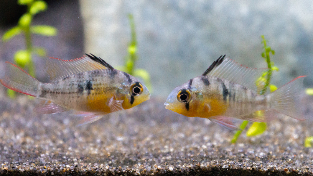 A close-up shot of two endler livebearer fish in an aquarium, with the male fish courting the female in a flamboyant display. The male's vibrant colors shine under the soft, natural lighting, accentuating his fan-like fins and flowing tail. The female, her belly round with developing fry, watches the male's mesmerizing movements. The crystal-clear water and lush aquatic plants in the background create a serene, natural environment. The image captures the intimate moment of the courtship ritual, highlighting the beauty and simplicity of endler livebearer breeding.