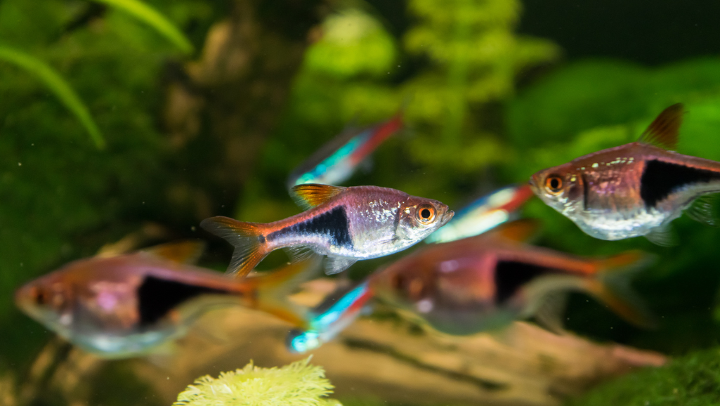 A dramatic, cinematic lighting setup illuminating a lush, aquatic environment. Warm, soft beams of light pierce through the shimmering surface of a planted aquarium, casting intricate patterns and reflections across the scene. The light source is positioned at an angle, creating deep shadows and highlights that accentuate the graceful forms of aquatic plants and the elegant movements of Scissortail Rasbora swimming in the foreground. The overall mood is serene, contemplative, and visually captivating, inviting the viewer to immerse themselves in the tranquil underwater world.