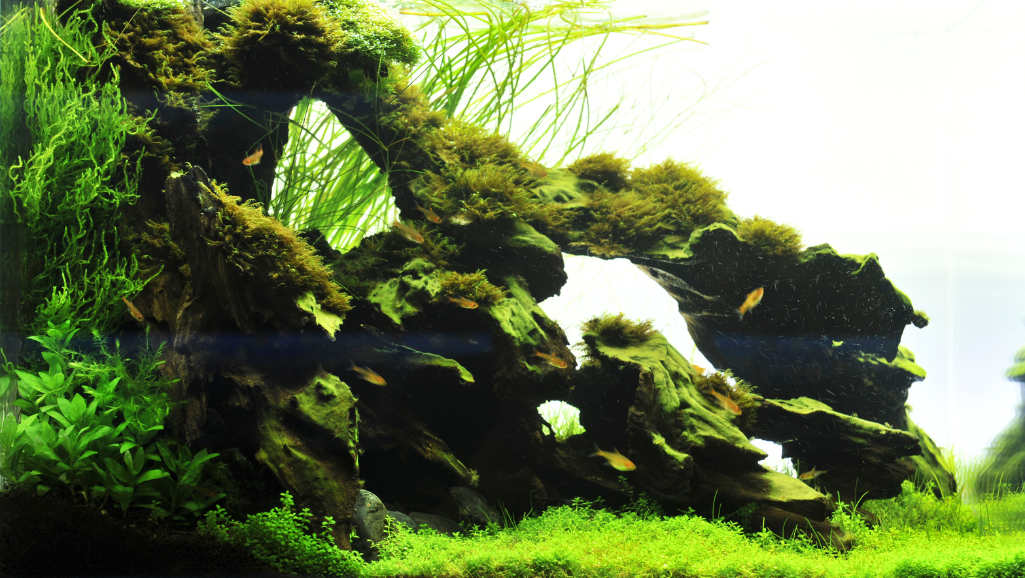 A lush, underwater scene of a well-planted aquascape. In the foreground, aquatic plants such as Cryptocoryne, Anubias, and Java Fern sway gently in the current, their vibrant green fronds reaching towards the surface. In the middle ground, schools of neon tetras and shimmering Corydoras catfish dart between the meticulously arranged driftwood and rocks, creating a sense of depth and natural harmony. The background is bathed in warm, diffuse lighting, casting a golden glow over the submerged landscape, and hinting at the presence of a hidden canopy above. The overall composition conveys a sense of tranquility and balance, inviting the viewer to imagine themselves immersed in this calming, nature-inspired aquatic haven.