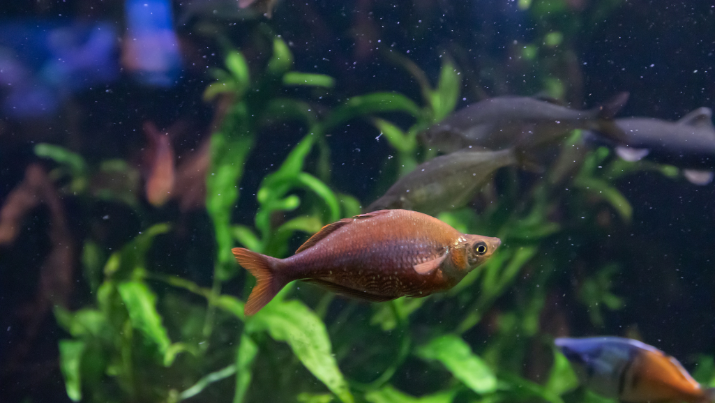 A lush, verdant rainforest canopy casts dappled light onto a gentle, meandering stream below. Towering, moss-covered trees frame the scene, their branches intertwined to create a natural cathedral. Vibrant ferns, lush undergrowth, and exotic blooms adorn the forest floor, while the clear, shimmering water reflects the surrounding foliage. A sense of tranquility and harmony pervades the atmosphere, hinting at the hidden wonders that thrive within this enchanting aquatic habitat. A wide-angle lens captures the essence of this serene, primordial world, inviting the viewer to immerse themselves in the realm of the Madagascar rainbowfish.
