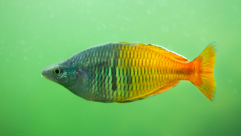 A vibrant and lifelike close-up portrait of a Madagascar rainbowfish, swimming gracefully in a lush, tropical aquarium environment. The fish's scales glisten with iridescent hues of blue, green, and orange, creating a mesmerizing kaleidoscope of color. The background is filled with verdant aquatic plants, casting soft, diffused lighting that illuminates the subject. The camera angle is slightly elevated, providing a captivating, eye-level perspective that draws the viewer into the serene underwater scene. The overall mood is one of tranquility and natural beauty, showcasing the Madagascar rainbowfish as a true aquatic gem.