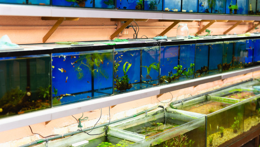 A vibrant aquarium lit by an array of LED lights, casting a warm, natural glow across the underwater landscape. The lighting system is carefully designed to mimic the sun's spectrum, with a balance of red, blue, and white LEDs that bring out the vivid colors of the aquatic plants and fish. The lighting is dimmable, allowing for precise control over the brightness and mood, creating the perfect atmosphere for an immersive aquascape experience. The luminaire is sleek and modern, complementing the overall aesthetic of the aquarium setup. The lighting is dimmable, allowing for precise control over the brightness and mood, creating the perfect atmosphere for an immersive aquascape experience.