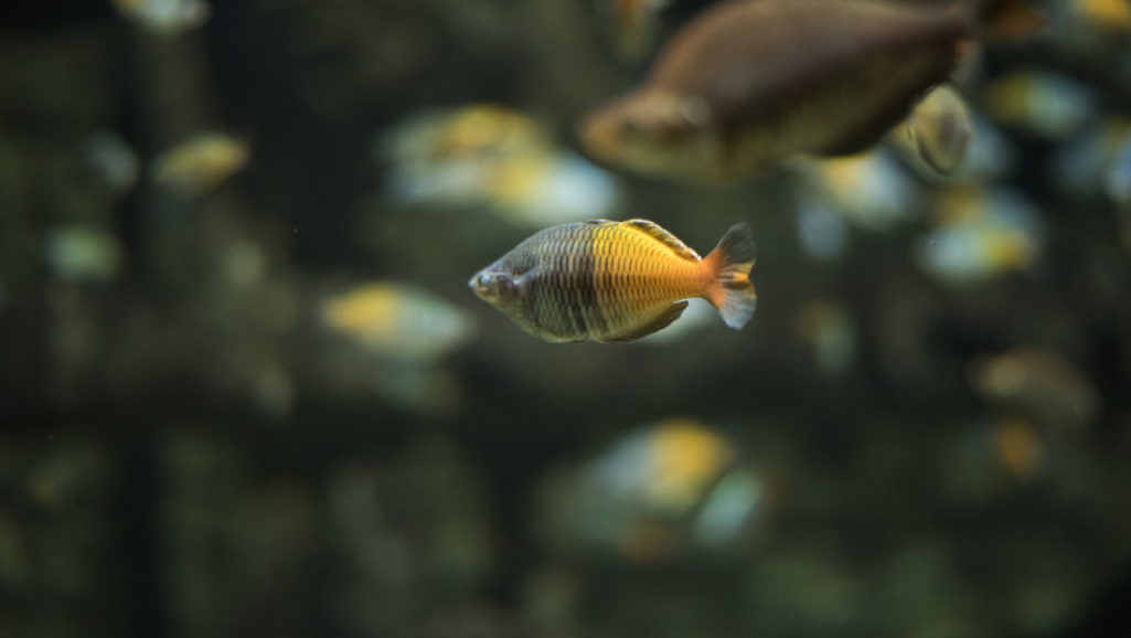 A vibrant aquarium scene showcasing a lively group of Madagascar Rainbowfish. In the foreground, several brightly colored male rainbowfish with iridescent scales dart amongst lush, verdant aquatic plants. In the middle ground, a tight-knit school of female rainbowfish gracefully swim in unison, their fins gently undulating. The background is softly illuminated by natural-looking lighting, creating a warm, inviting atmosphere. The camera angle is slightly elevated, allowing the viewer to observe the harmonious interaction between the male and female rainbowfish as they explore their peaceful, thriving habitat.