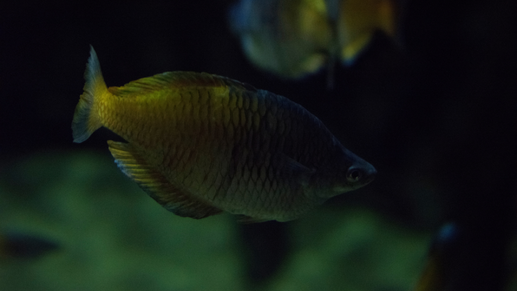 A vibrant, close-up view of a well-stocked aquarium, with a crisp focus on the water parameters. The foreground features a digital thermometer, pH meter, and other monitoring devices, precisely displaying optimal levels for a thriving Madagascar Rainbowfish habitat. The middle ground showcases the colorful fish themselves, their iridescent scales shimmering under the warm, natural lighting that floods the scene. The background blurs softly, highlighting the aquarium's lush, planted environment. The overall mood is one of scientific precision and aquatic beauty, inviting the viewer to dive into the perfect conditions required for these stunning, aquatic gems to thrive.