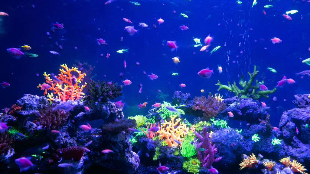 A vibrant nano aquarium filled with a variety of captivating freshwater fish. In the foreground, delicate neon tetras and shimmering celestial pearl danios dart amongst lush green aquatic plants. In the middle ground, a bold betta fish flares its flowing fins, its iridescent scales catching the soft, diffused lighting. In the background, a harmonious school of tiny rasboras and endler's livebearers weave through the driftwood and rock formations, creating a mesmerizing underwater ecosystem. The scene is bathed in a warm, natural glow, capturing the allure and diversity of these small but remarkable aquarium inhabitants.