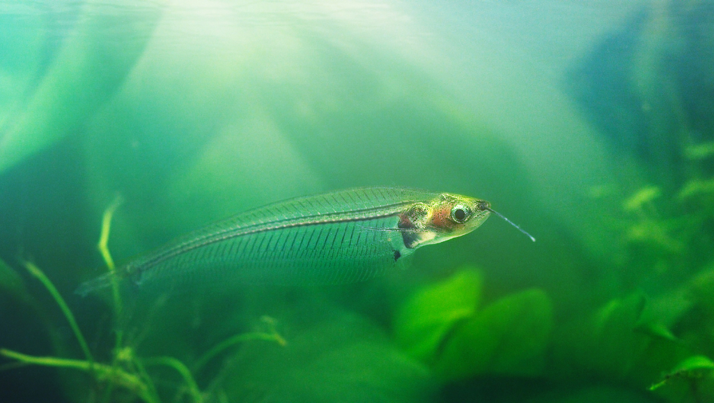 A vibrant, serene underwater scene depicting a harmonious school of peaceful freshwater fish swimming together. In the foreground, a group of graceful glass catfish glide through the water, their translucent bodies shimmering under the soft, diffused lighting. In the middle ground, a mix of colorful tetras and rasboras dart playfully, creating a mesmerizing dance of movement. The background features a lush aquatic landscape, with delicate plants swaying gently and the water's surface reflecting the natural light. The overall mood is one of tranquility and balance, showcasing the ideal tankmates for a glass catfish aquarium.