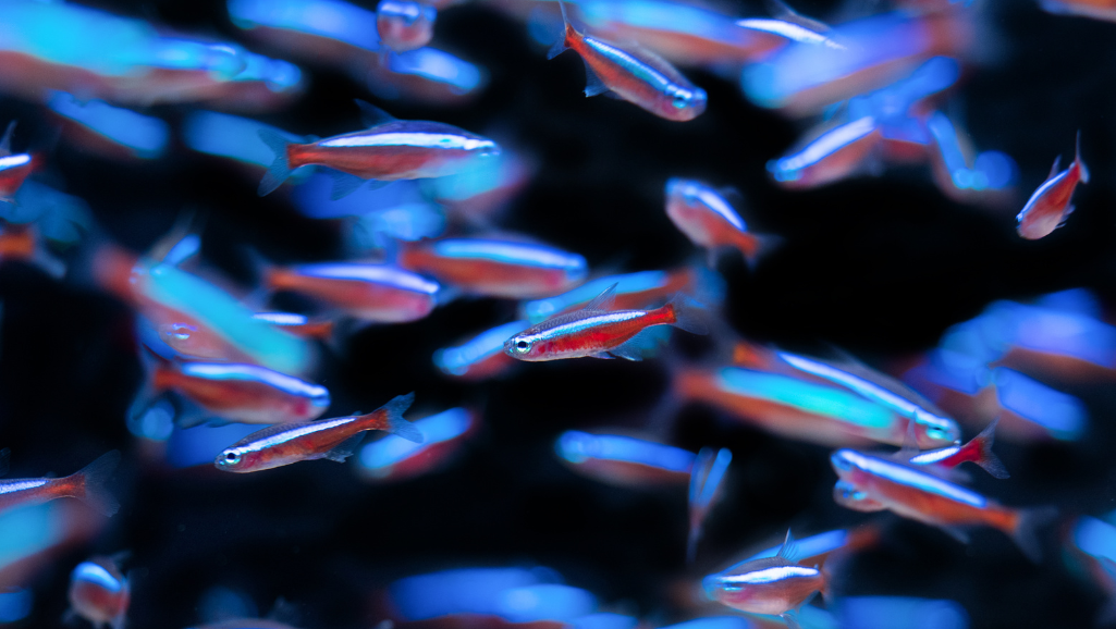 A vibrant underwater scene featuring a school of vivid green neon tetras gracefully swimming in the foreground. The fish are captured in sharp focus, their iridescent bodies glimmering under the warm, soft lighting from above. The middle ground features a lush, densely planted aquariumscape with rich green flora, creating a natural and serene environment. In the background, the water appears clear and tranquil, allowing the viewer to focus on the mesmerizing movement and colors of the neon tetras. The overall composition and lighting evoke a sense of harmony and tranquility, perfectly showcasing the beauty and appeal of these captivating freshwater fish.