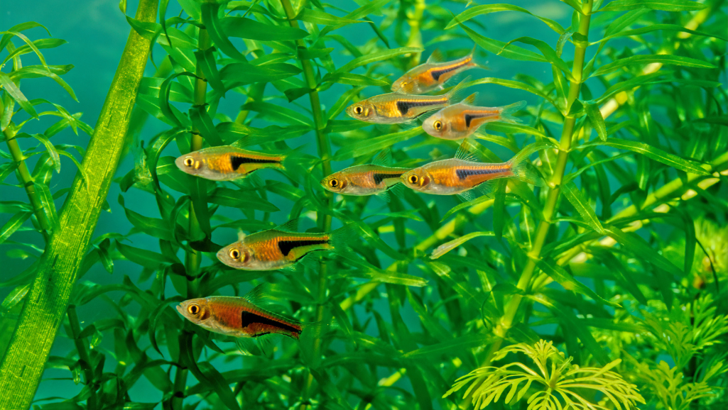 A vibrant underwater scene of a diverse community of freshwater fish swimming in harmony. In the foreground, a school of elegant Scissortail Rasboras gracefully dance through the water, their slender bodies and forked tails creating a mesmerizing display. The middle ground features a variety of compatible tank mates, such as Corydoras catfish and Tetras, interacting peacefully as they forage and explore their aquatic environment. In the background, lush aquatic plants sway gently, creating a serene and naturalistic atmosphere. The lighting is soft and diffused, casting a warm, golden glow that enhances the vibrant colors of the fish and the verdant vegetation. The overall composition conveys a sense of balance, tranquility, and the beauty of a thriving, collaborative aquarium ecosystem.